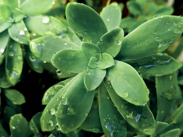 istock Close-up green plant with dew drops 1272050229