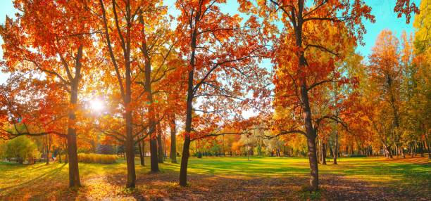 paysage forestier d’automne. arbre de couleur d’or, feuillage orange rouge dans le parc d’automne. la nature change la scène. bois jaune dans les paysages pittoresques. soleil dans le ciel bleu. panorama d’une journée ensoleillée, large bannièr - autumn sun oak tree photos et images de collection