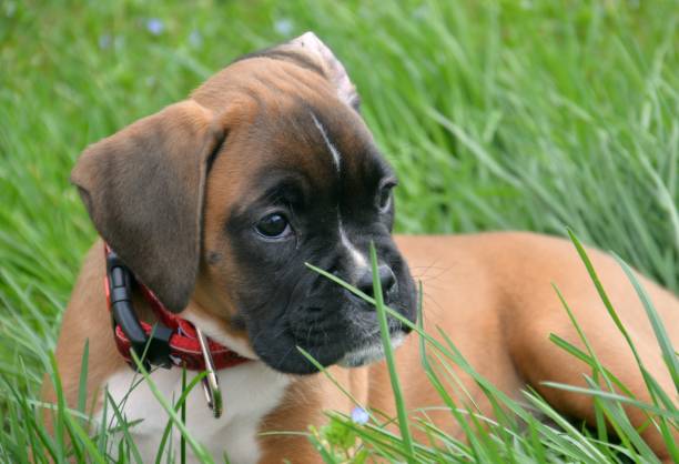 istock Boxer dog puppy 1272054570