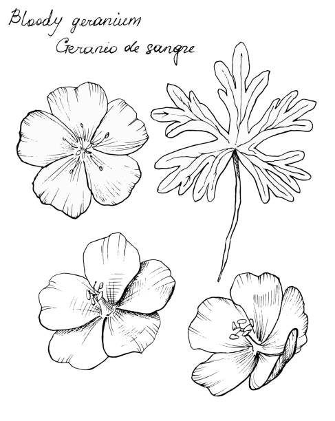 geranium sanguineum - geranium sanguineum stock-grafiken, -clipart, -cartoons und -symbole