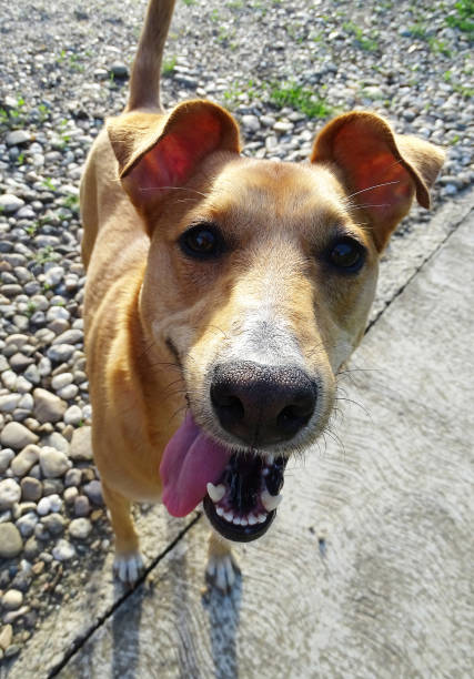 istock The dog's benevolent eyes look at the camera 1272055737