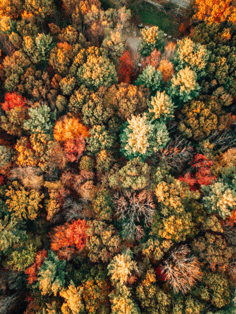 istock aerial view from a drone 1272055753
