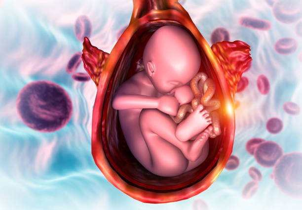 istock fetus in womb Anatomy. science background 1272057474