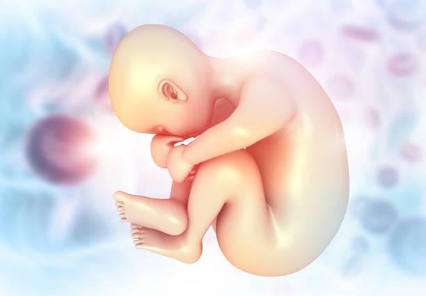 istock Fetus anatomy. Medical background 1272057615