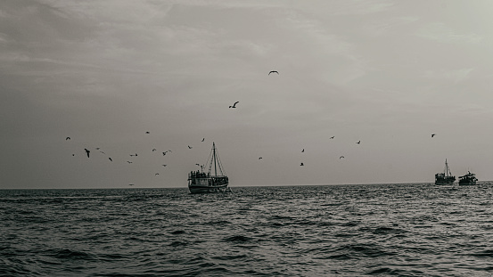 Black and white image of boats and seagulls