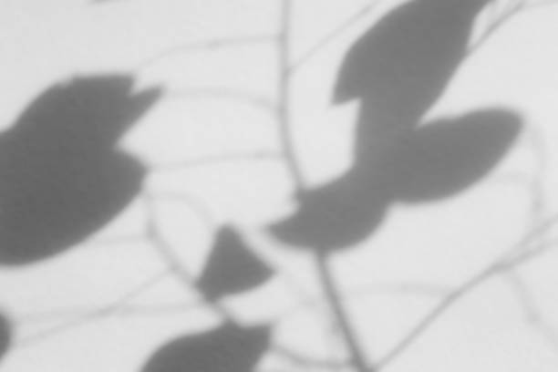 istock Shadow overlay effect for photo. Shadows from tree leaves palm and tropical branches on a white wall in sunlight. 1272058349