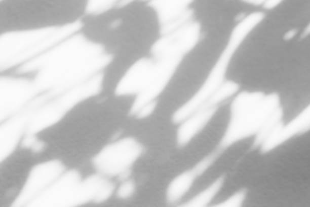 istock Shadow overlay effect for photo. Shadows from tree leaves palm and tropical branches on a white wall in sunlight. 1272058350