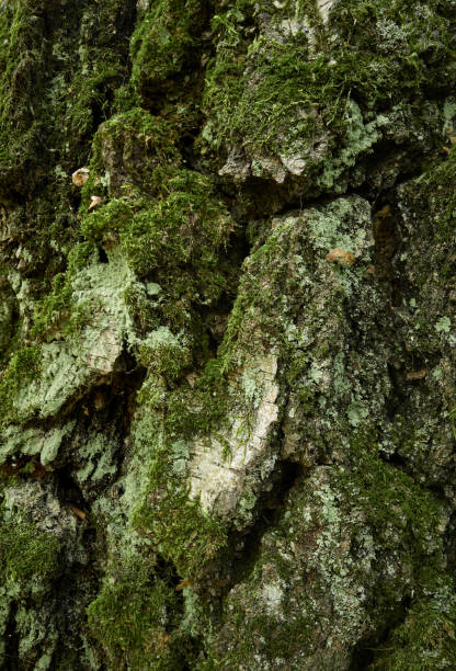istock Moss-covered trunk of old birch tree. Closeup vertical photo 1272058609