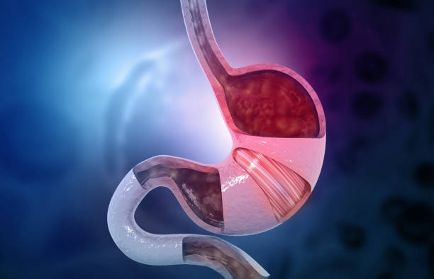 istock Human stomach anatomy 1272059320