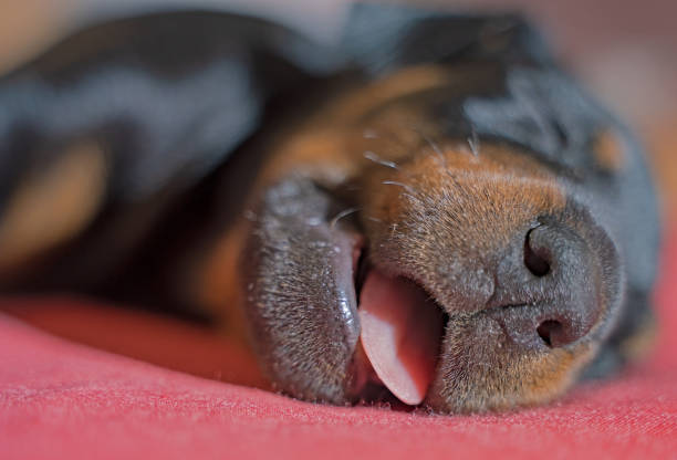 Doberman puppy sleeps with open mouth
