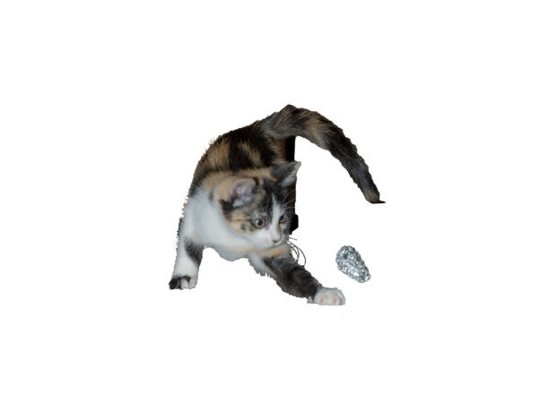 istock Playful cute pets mischief kitten 1272059662