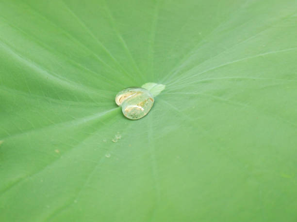 istock water drop on fresh green  lotus leaf 1272060550