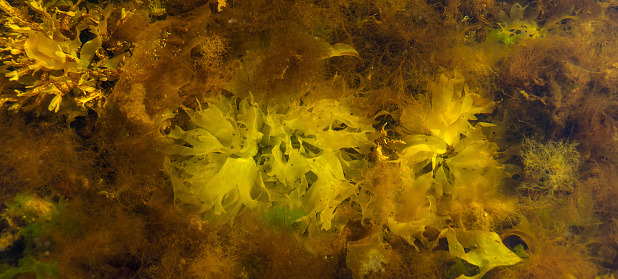 Panorama of the underwater flora. Seaweed close-up in sunlight. Bright abstract sea background.