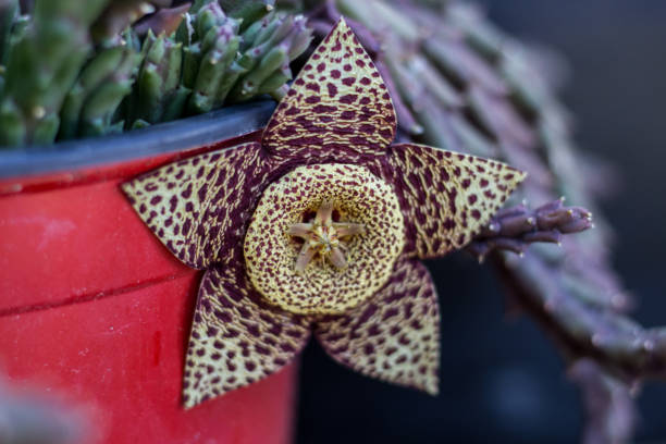istock Stapelia's flower 1272063444
