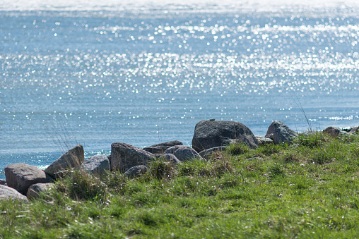 huge erratic blocks boulders of granite on the coast of the Baltic Sea