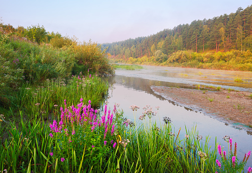 Fresh, bright, green, dense grass and wild purple pink flowers on the slope of the river Bank, calm water, bushes and trees on the horizon in the fog, lilac clouds in the sky. A landscape of pure nature in Siberia, without people, a place for text. Novosibirsk region, Russia, 2020