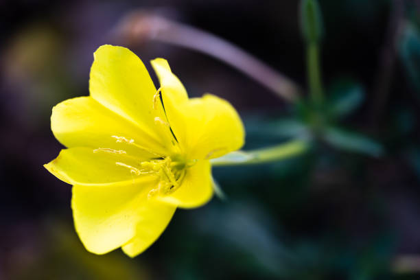 istock Yellow Oenothera fruticosa flower 1272068798