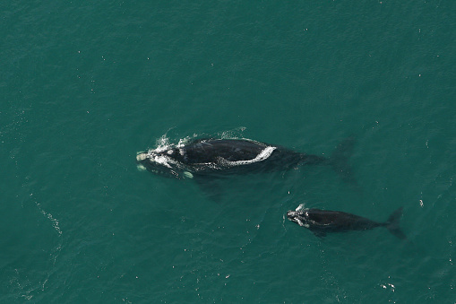A aerial image of a  southern right whale and her little baby whale.