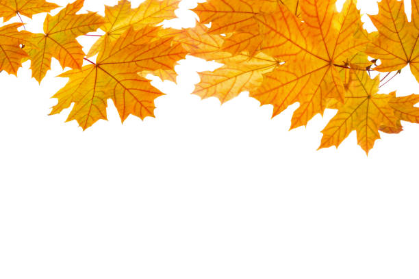 istock Maple branches  with colorful leaves isolated on white background. Studio shot. 1272068978