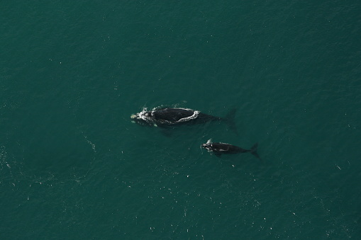 A aerial image of a  southern right whale and her little baby whale.