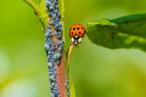 Ladybug or ladybird insect feeding on Aphid. Fresh, vibrant colors and sunlight. Selective soft focus.