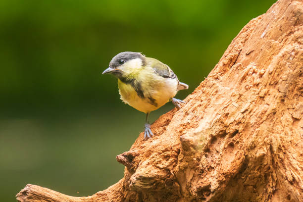 istock Great tit Parus major bird closeup 1272069290