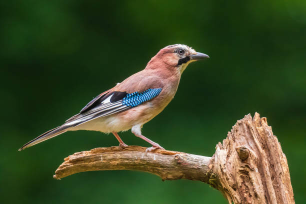 istock Eurasian jay bird (Garrulus glandarius) perched on a branch, Summer colors 1272069295