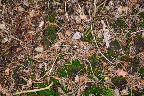 Spruce tree forest floor during Autumn season Spruce tree forest floor during Autumn season with pines, sticks, leaves, soil and mushrooms. forest floor stock pictures, royalty-free photos & images