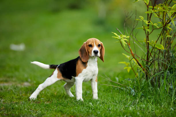 istock Beagle puppy old standing on green grass in summer 1272070057