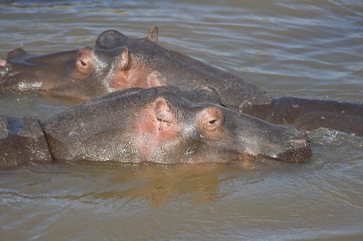 Hippopotamus (Hippopotamus amphibius) Masai Mara, Kenya, Africa