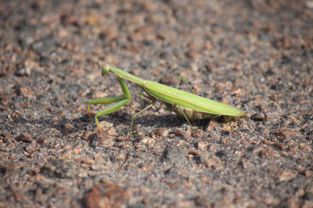 istock Green praying mantis sitting on the ground, closeup. 1272070465