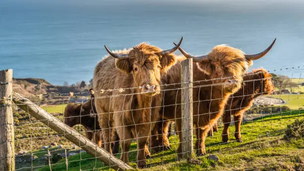 Beautiful, long furred or haired, ginger coloured Scottish Highland cattle on the hill of Slieve Donard in Mourn Mountains with Irish Sea in background, Northern Ireland