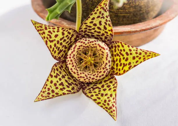 Photo of Close up of flower of Succulent plant Orbea variegata or stapelia variegata in flower pot at home. Known as star flower or starfish cactus, carrion cactus, carrion flower, toad cactus. Selective focus