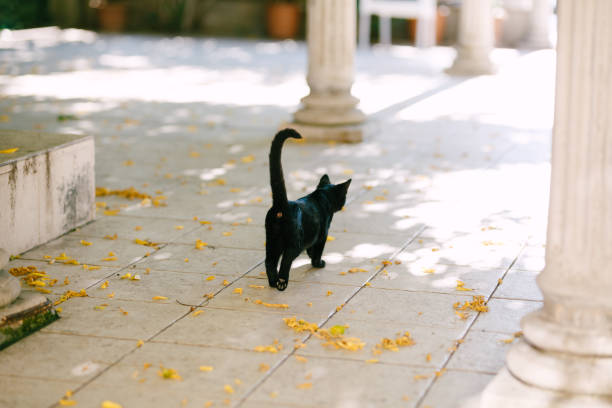 A black cat with its tail raised high walks along the paving slabs between the columns on a sunny day.