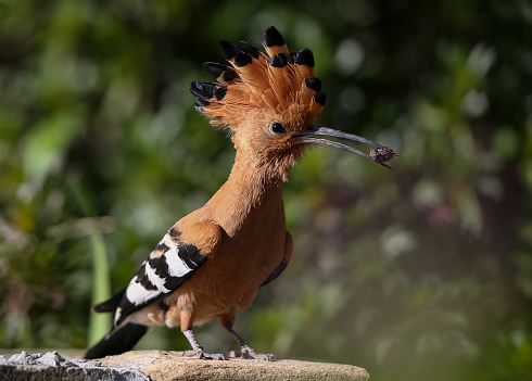 A hoopoe bird with an insect in his mouth