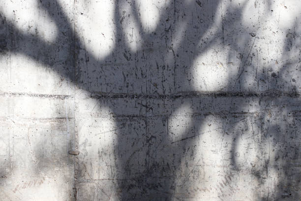 istock shadow of a tree on the stone wall 1272075397