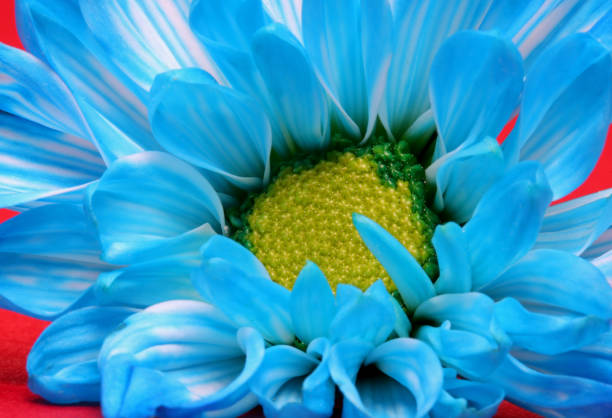 close-up detail of blue flower close-up detail of blue flower mothers day horizontal close up flower head stock pictures, royalty-free photos & images