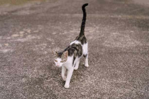 istock A gray-and-white cat walks forward on the asphalt with a raised tail. 1272076376