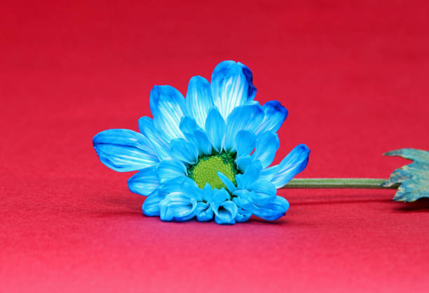 close-up detail of blue flower close-up detail of blue flower mothers day horizontal close up flower head stock pictures, royalty-free photos & images