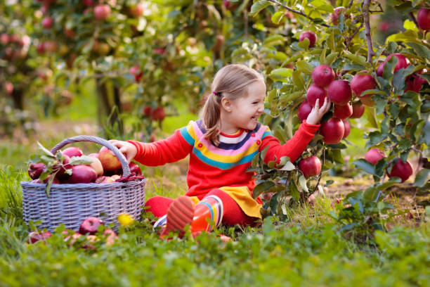 istock Little girl picking apple in fruit garden 1272077545