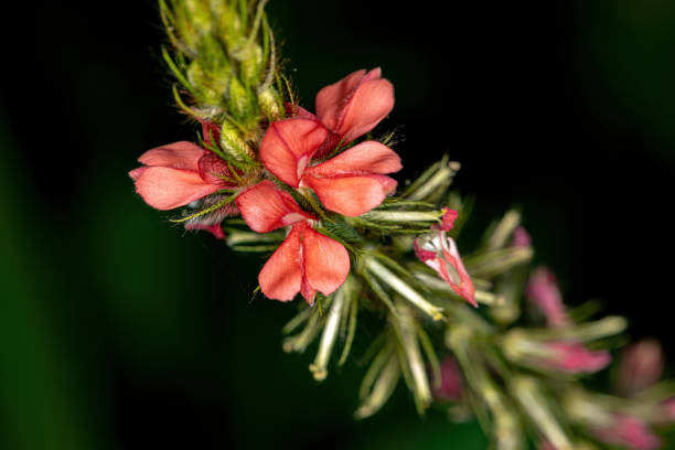 Indigo flower Indigo flower of the Genus Indigofera indigo plant photos stock pictures, royalty-free photos & images