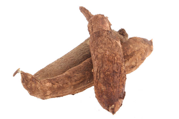 istock Fresh Tapioca roots or Cassava roots isolated on a white background 1272078759
