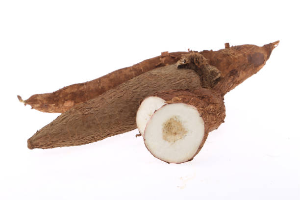 istock Fresh Tapioca roots or Cassava roots isolated on a white background 1272078797