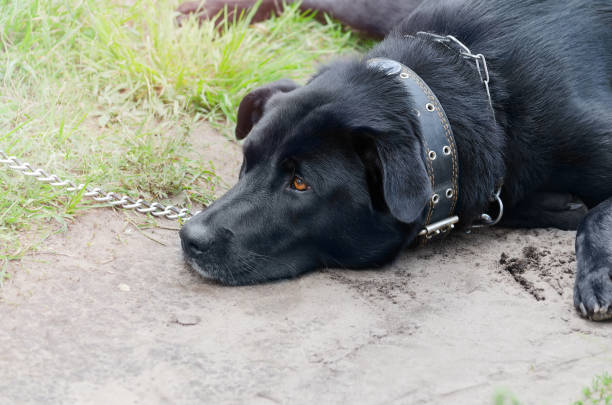 A black Labrador on a chain lies on the grass waiting for its owner. Close-up, selective focus