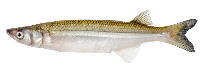 horse mackerel isolated on white background