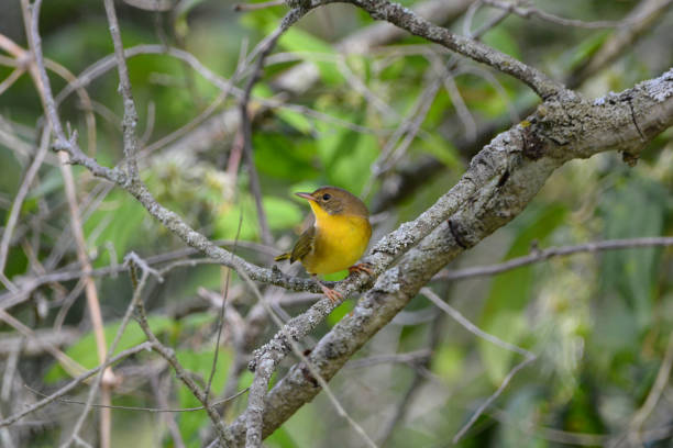 istock Common Yellow-throated Warbler bird 1272082316