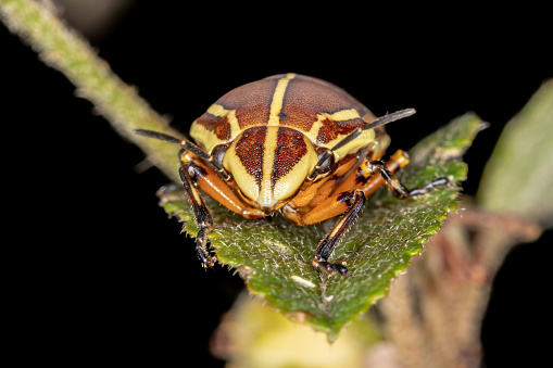 Jewel Bug of the species Agonosoma flavolineatum