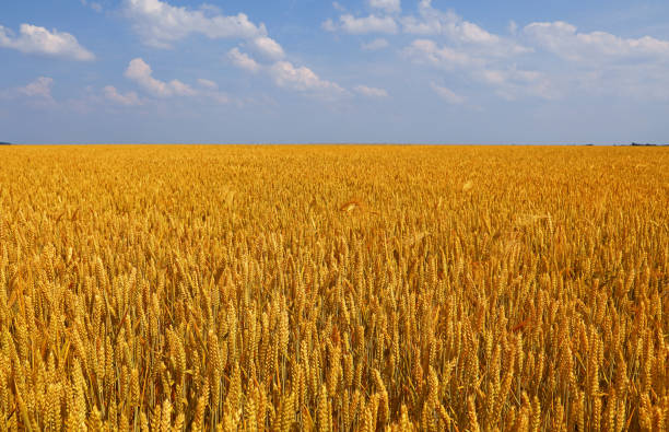 istock Field of ripe wheat under cloudy blue sky 1272085401