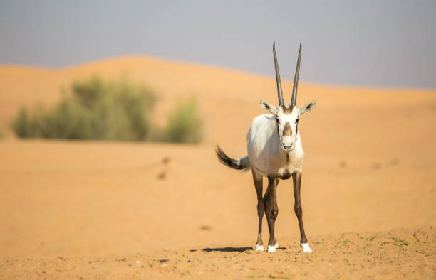 istock arabian ory in a desert near Dubai 1272085539