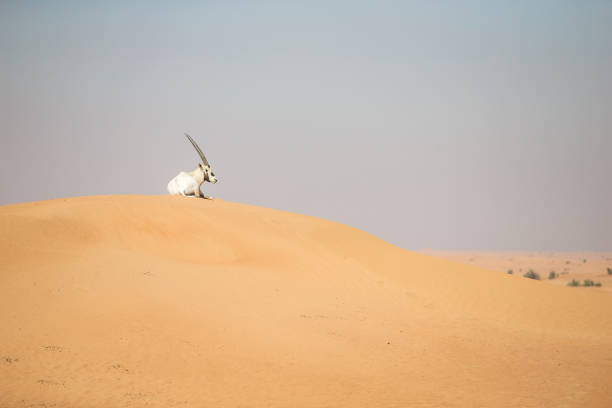 atabian oryx resting on a sand dune - oryx gazella leucoryx imagens e fotografias de stock